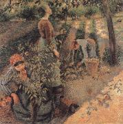 Camille Pissarro The Apple Pickers France oil painting artist